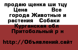 продаю щенка ши-тцу › Цена ­ 10 000 - Все города Животные и растения » Собаки   . Курганская обл.,Притобольный р-н
